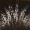 Side-view fur texture.