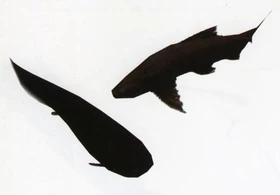 Fish from the original .