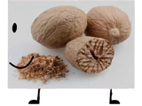 Nut.jpeg