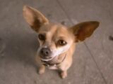 Taco Bell Chihuahua