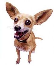 Taco Bell Chihuahua