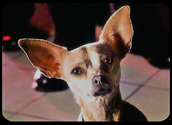 Taco Bell Chihuahua Taco Bell Wiki Fandom