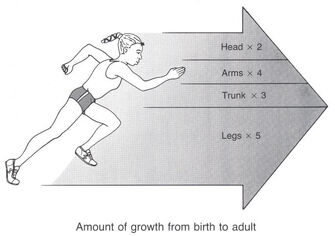 ChildProportions2