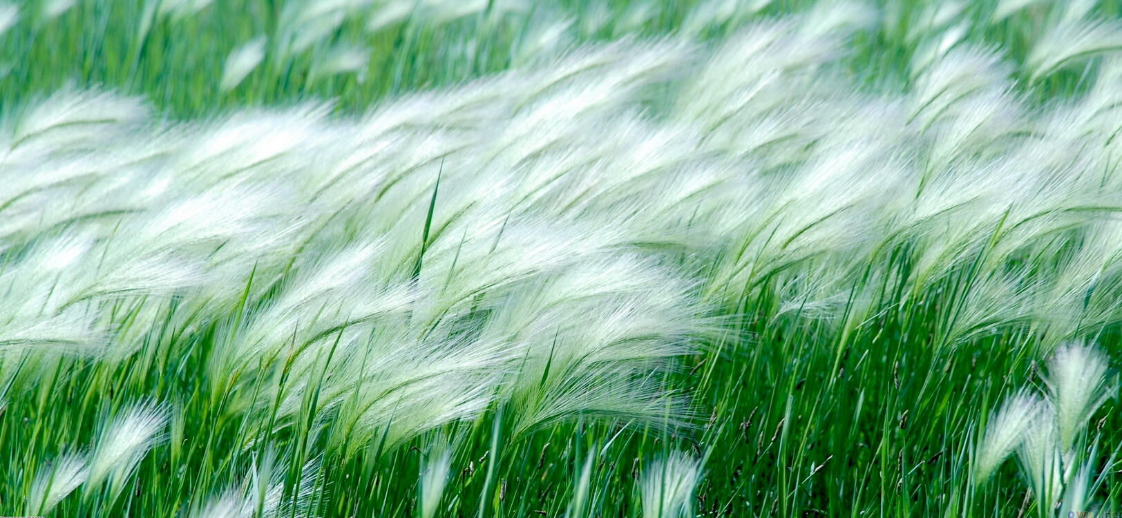Wind.jpg