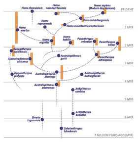 Human evolution chart-en