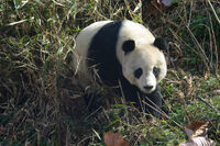 伫中国陕西省国家公园长青华阳的猫熊。(翕相：Lorenzo)