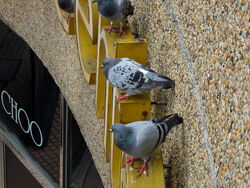 Columba livia