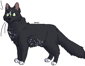 Black Cat | Dark Ascension | Star City Games