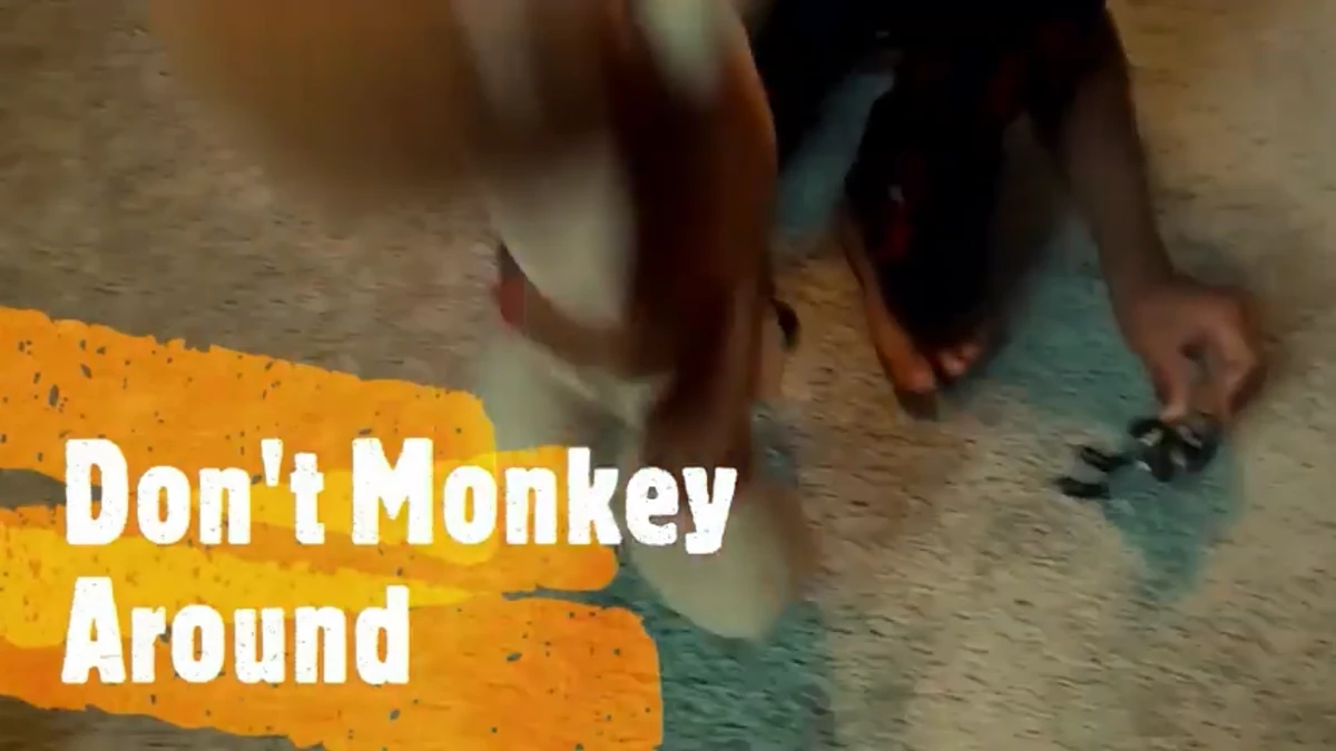 Don't Monkey Around | Tales of a WonderVerse Wiki | Fandom
