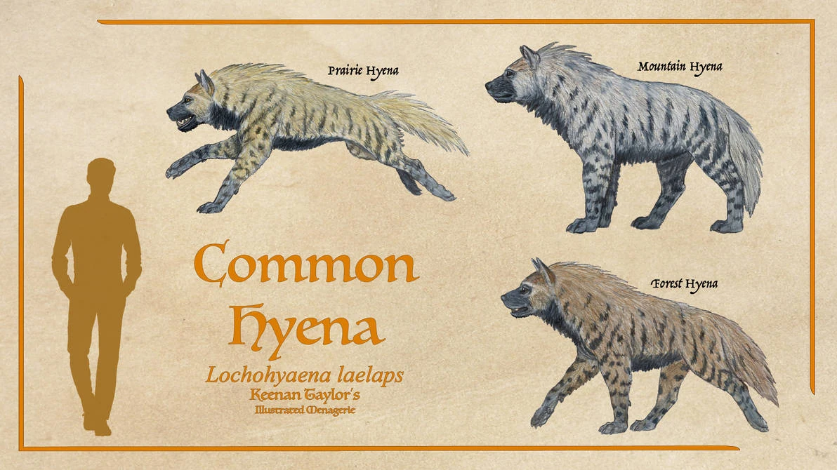 HYENA STATION  Taken a few days ago, just after sunset! Young spotted hyena in