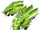 Dragon Fangs