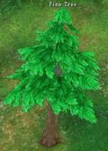 Pinetree.jpg