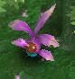 Precious Herb Location.jpg