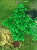 Defoilate Pine.jpg