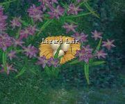Lizard Lair.jpg