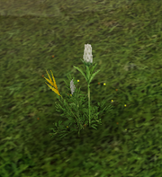 Green Scarp Herb (world)