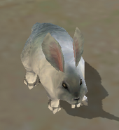 Grey Bunny Meta