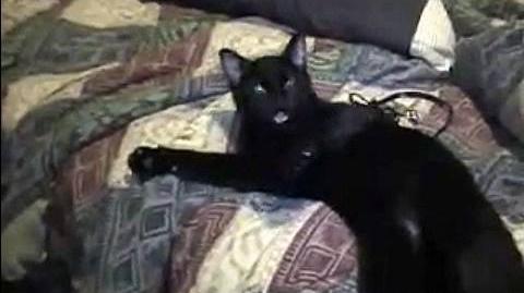 Talking Kitty Cat 1 Wake up kitty Talking Kitty Cat Wikia Fandom