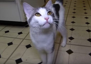 Random Kitty Talking Kitty Cat Wikia Fandom