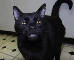 Sylvester the sales black cat