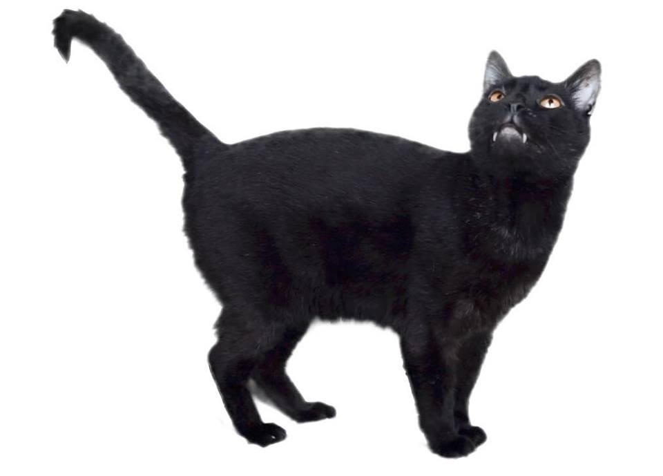 Sylvester the sales black cat