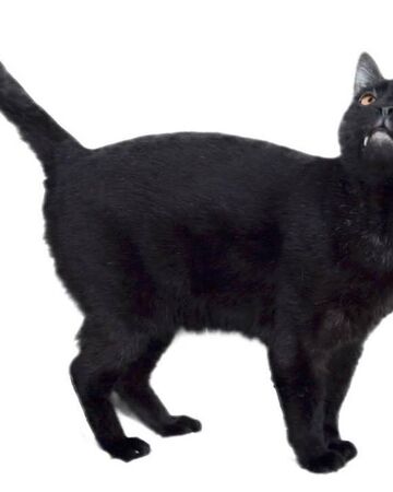 sylvester talking kitty cat wikia