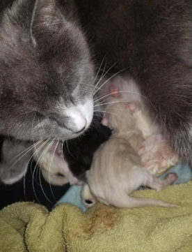 The Random Gibsons | Talking Kitty Cat Wikia | Fandom