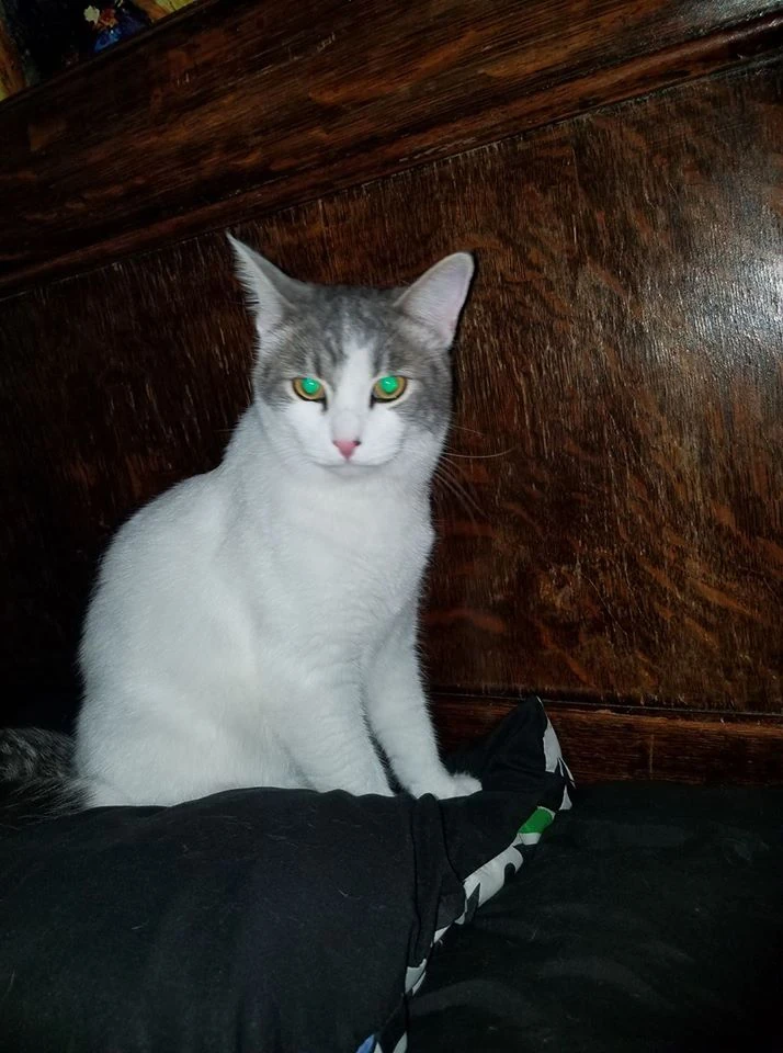 Dubsy Talking Kitty Cat Wikia Fandom