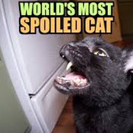 Episode 64 World S Most Spoiled Cat Talking Kitty Cat Wikia Fandom