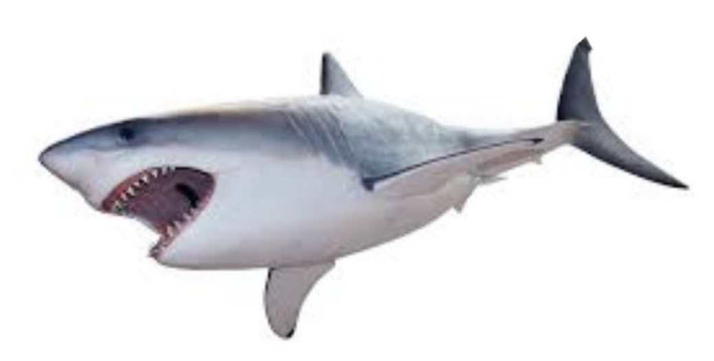 Great White Shark | The Talking Friends Show Fanon Wiki | Fandom