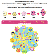 Tamagotchi growth and species