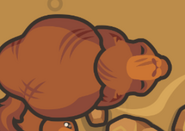 A Big Mamma Boss Camel