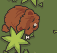 A Big Mamma Boss Bear