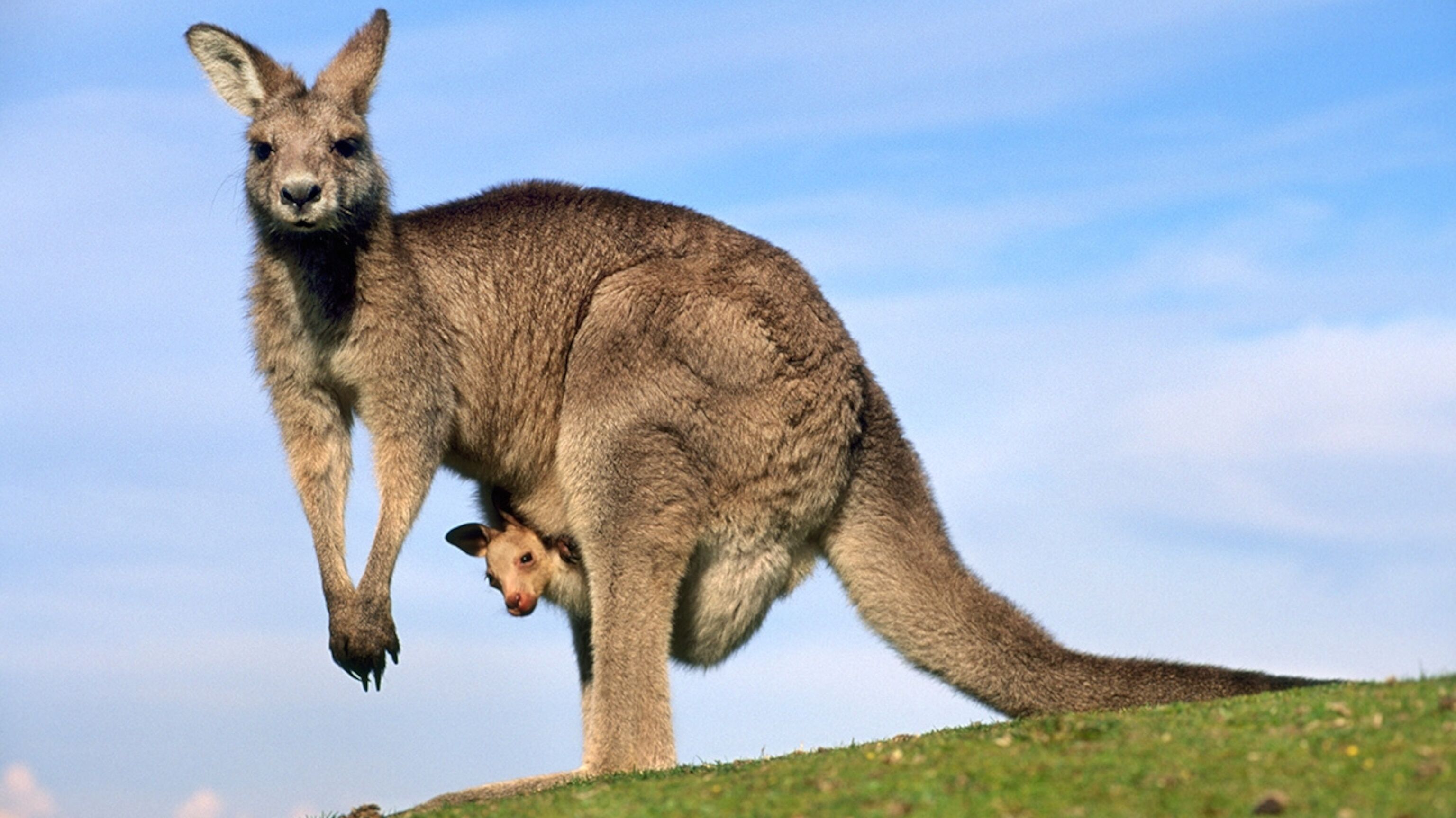 Taming.io - NEW Kangaroo Pet Update & 3 News Potions Showcase