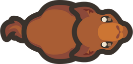 Baby-camel