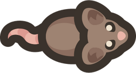 Adult-rat