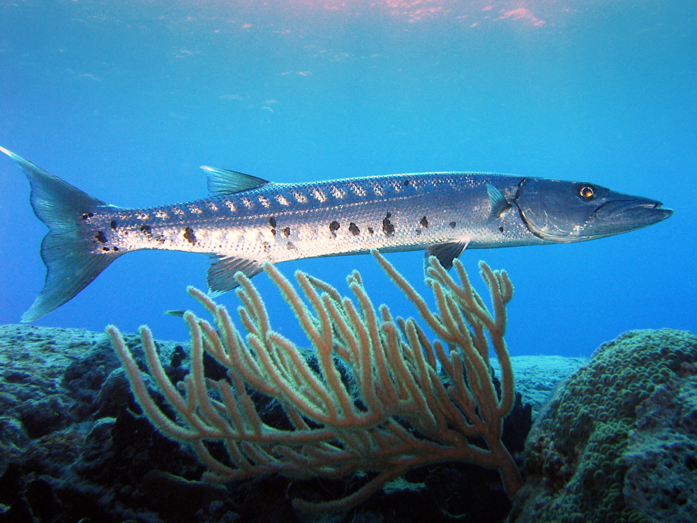 Барракуда большая (Sphyraena barracuda) или Great barracuda GameFishing - Трофей