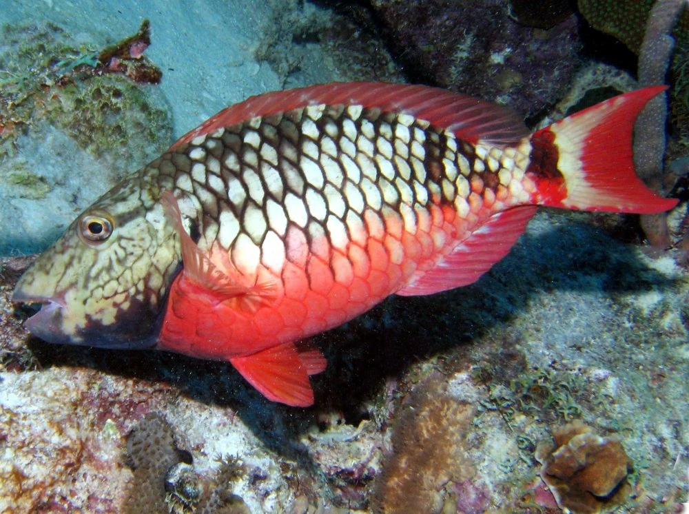 Stoplight Parrotfish Tap Reef Wiki Fandom