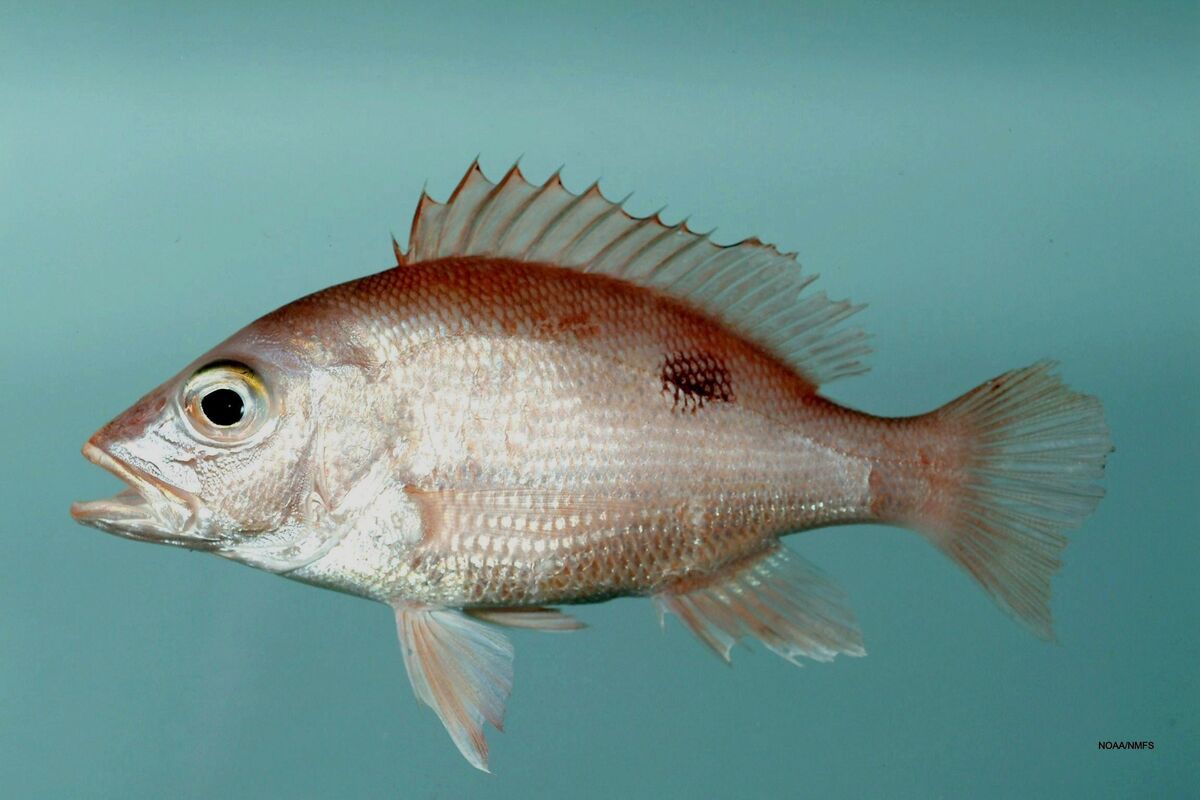 Fish of Florida: Red Snapper (Lutjanus campechanus) Species Profile -  UF/IFAS Extension Collier County