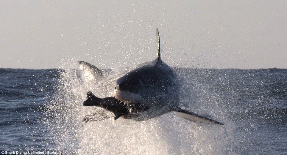 record great white shark 1959