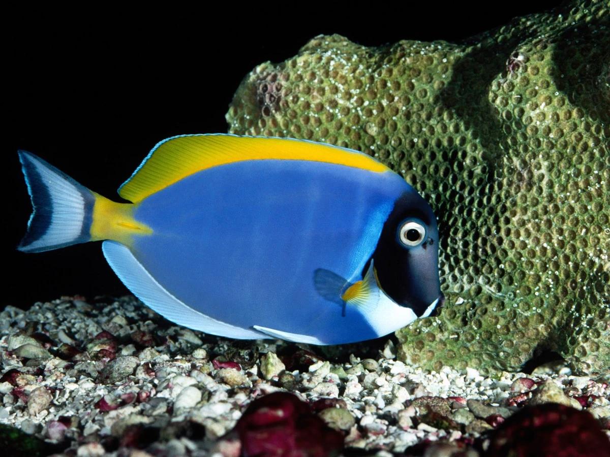 Powder Blue Tang Tap Reef Wiki Fandom