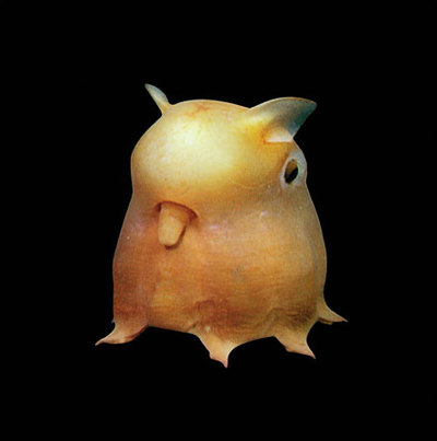 dumbo octopus eggs