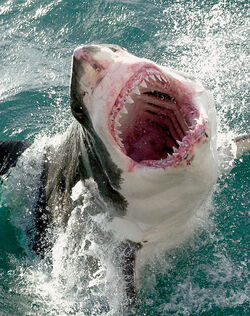 record great white shark 1959