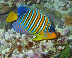 RoyalAngelfish