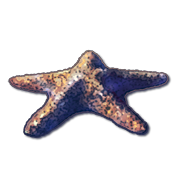 Starfish.png
