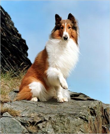 Lassie the Dog, Dreamworks Animation Wiki