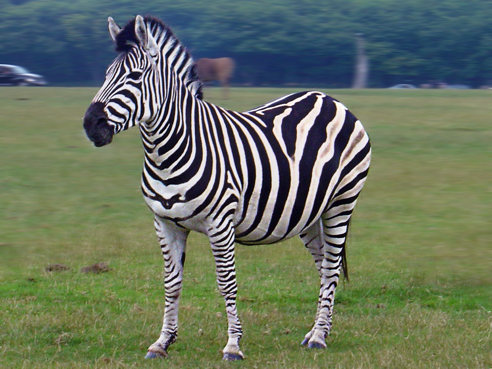 Zebra - Wikipedia