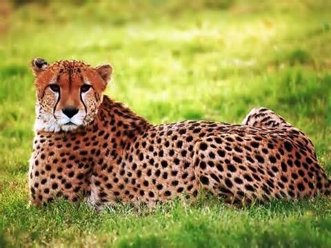 Cheetah - Wikipedia