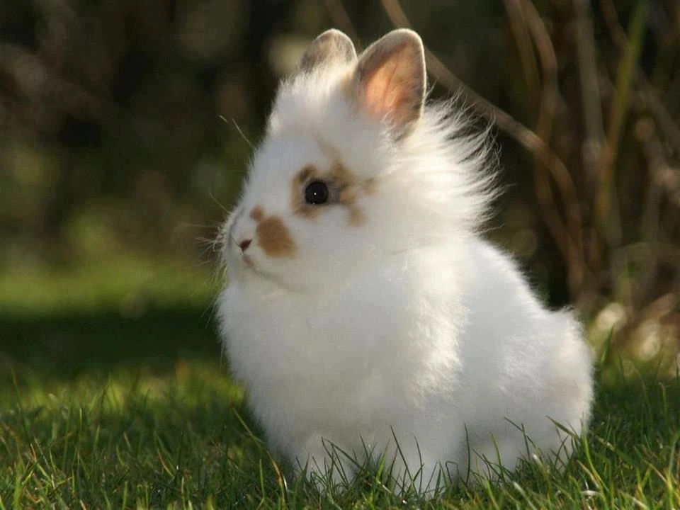Lionhead Rabbit TapZooAnimals Wiki Fandom
