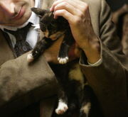 Catkind paws Gridlock